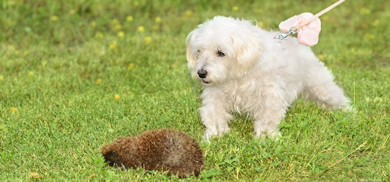 Co mohou psi chytit od ježků?