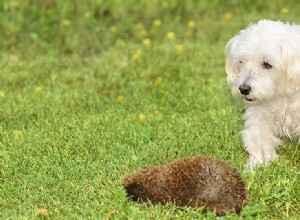 Co mohou psi chytit od ježků?