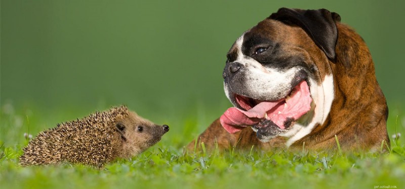 O que os cães podem pegar de ouriços?