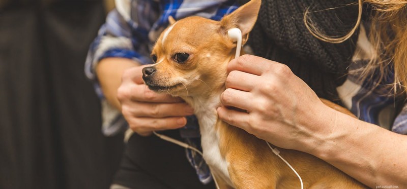 Какие частоты могут слышать собаки?