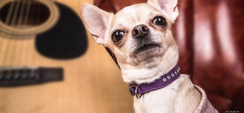 Jaké frekvence mohou psi slyšet?