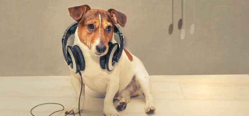 Jaké frekvence mohou psi slyšet?