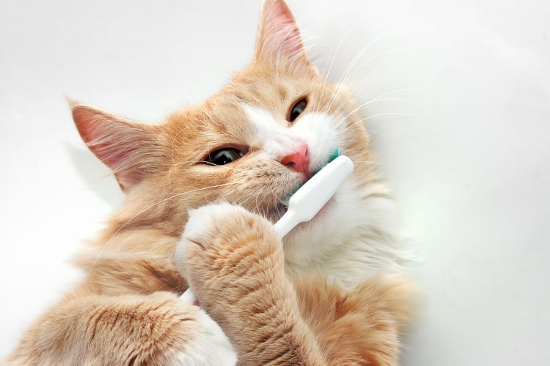 Pojďme si promluvit o zubech vašeho mazlíčka!