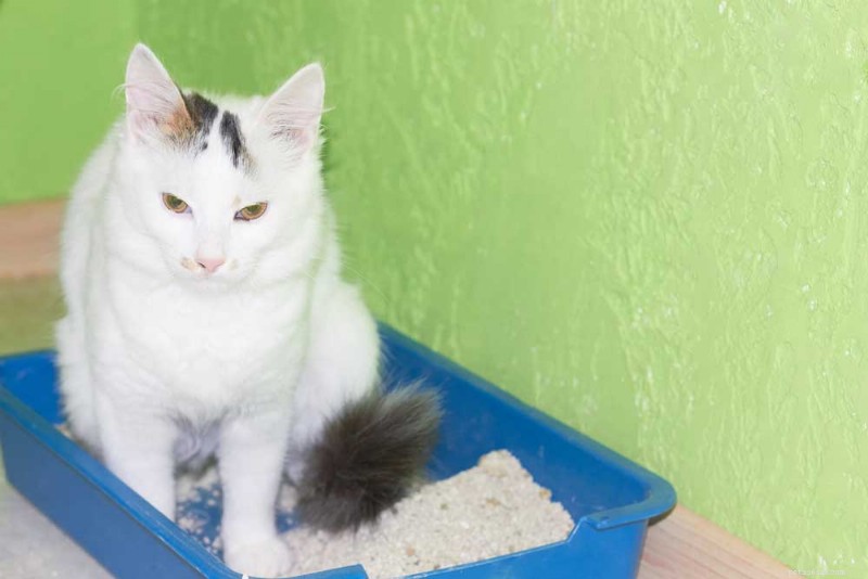 Feline urine-incontinentie – de lekkende kat