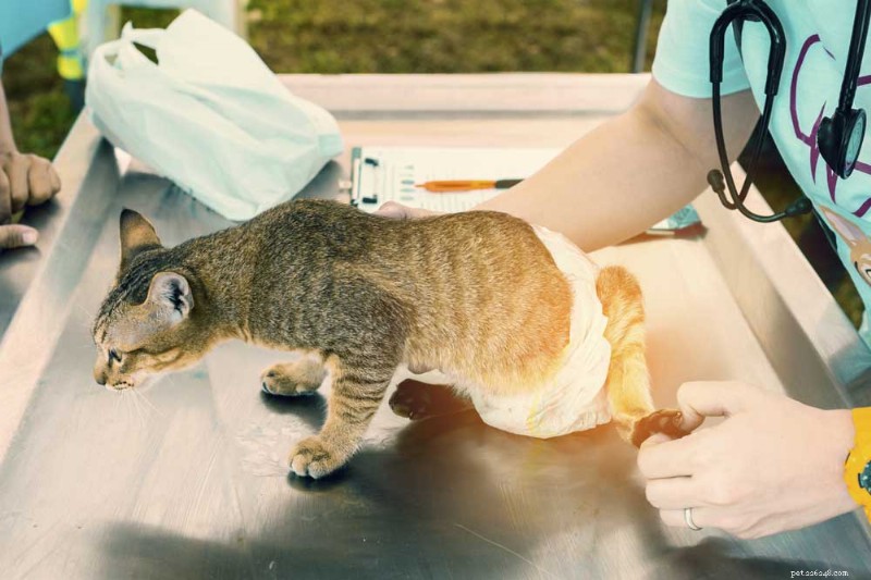 Incontinenza urinaria felina – Il gatto che perde