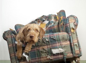 1 月は National Train Your Dog Month です。これについて知っておくべきことは次のとおりです!