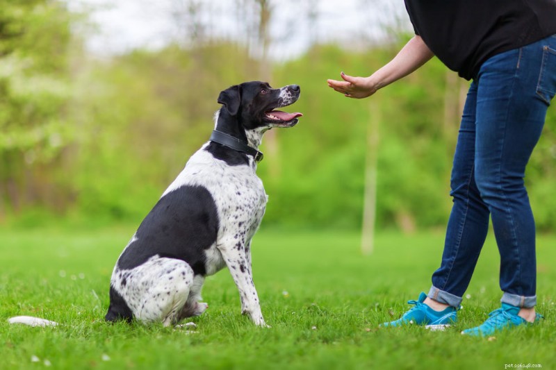 1 月は National Train Your Dog Month です。これについて知っておくべきことは次のとおりです!