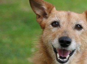 Могут ли собаки понимать улыбки?