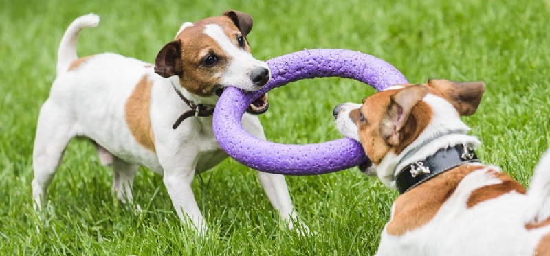 Zijn honden goed in touwtrekken?