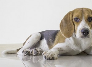 犬はネズミの声を聞くことができますか?