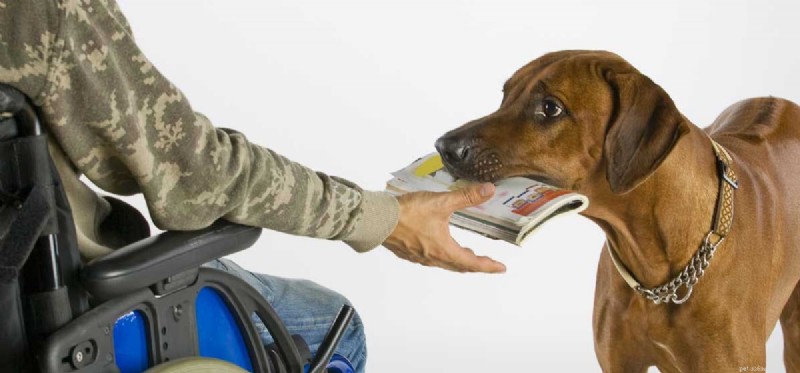 Kan en hund hjälpa en funktionshindrad person?