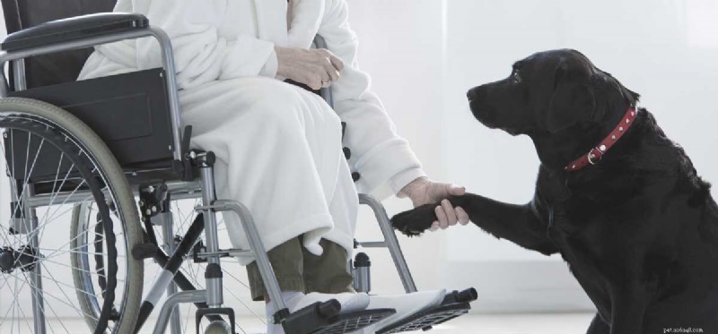 Un cane può aiutare una persona disabile?