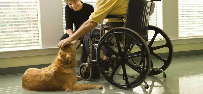 Могут ли собаки помочь инвалиду?