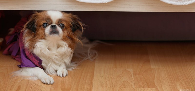 犬は恐怖の匂いを嗅ぐことができますか?