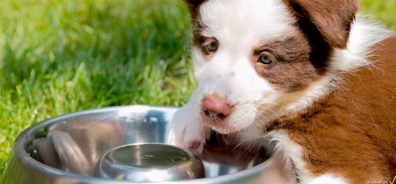 Kan een hond door water ruiken?