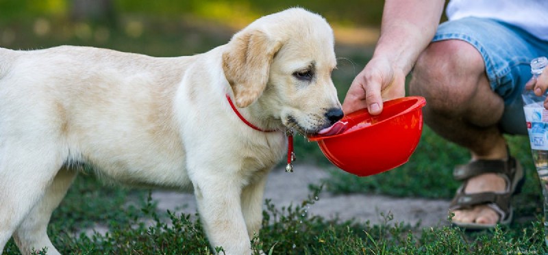 Kan een hond door water ruiken?