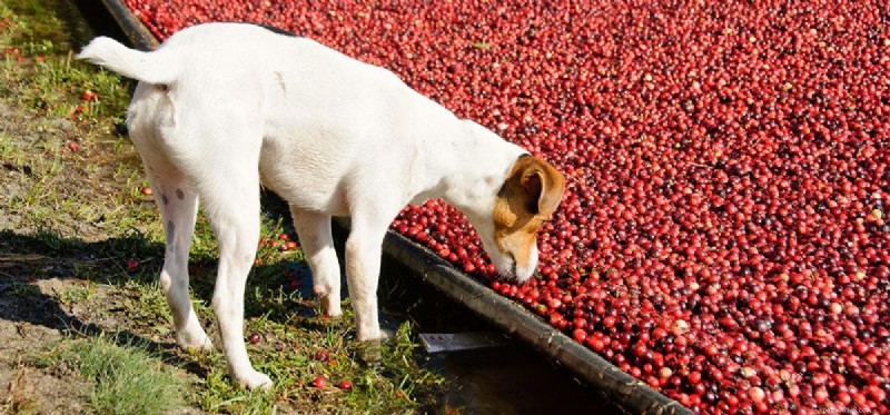 Kan een hond cranberrysap proeven?