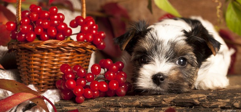Um cachorro pode provar suco de cranberry?