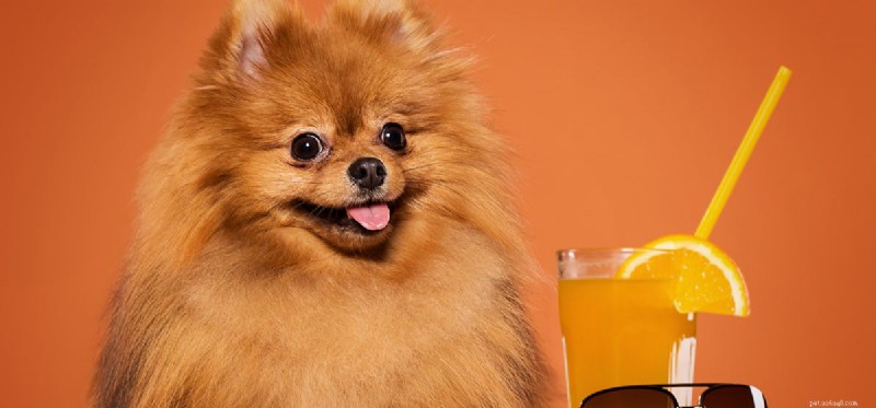 Může pes ochutnat pomerančový džus?
