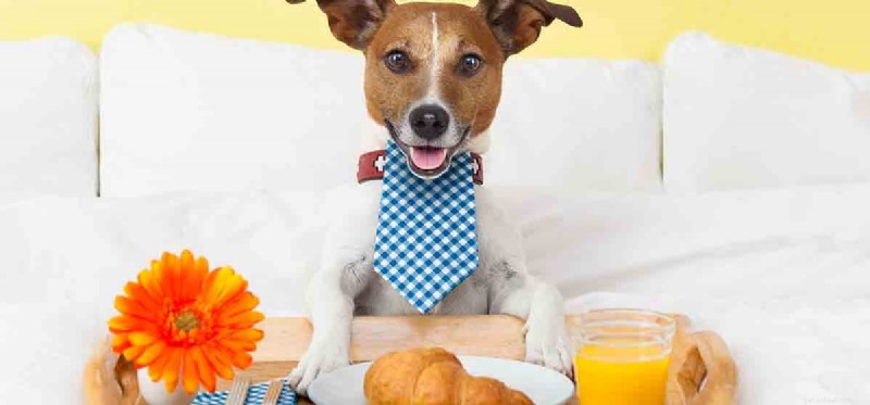 Kan en hund smaka apelsinjuice?