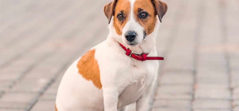 Um cachorro pode provar suco de cranberry?