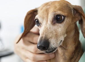 개가 암에 걸렸는지 알 수 있습니까?