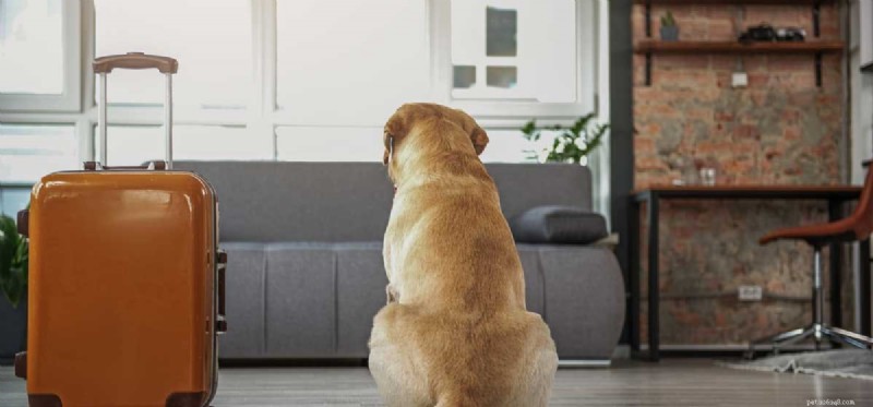 Mohou velcí psi bydlet v bytech?