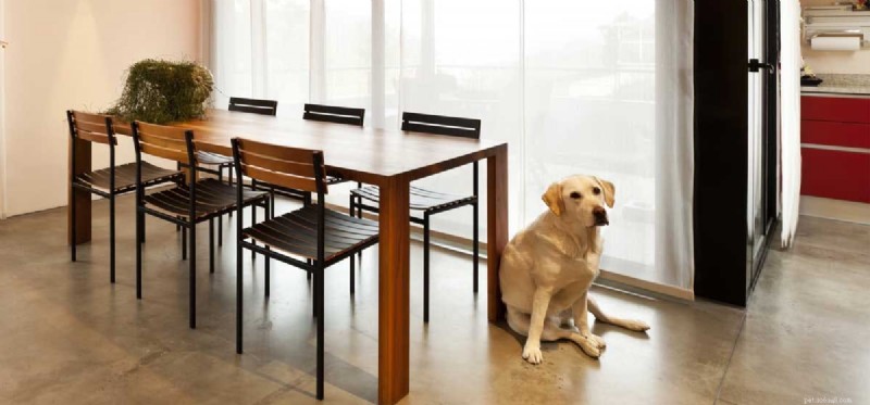 大型犬はアパートに住めますか?