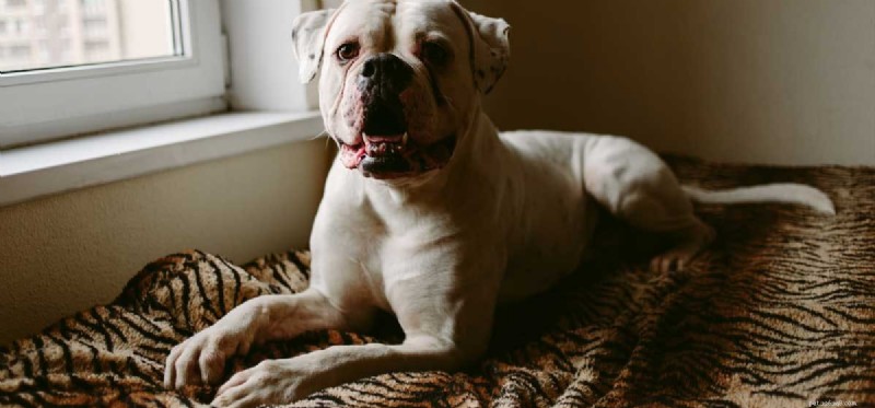 Kunnen grote honden in appartementen wonen?