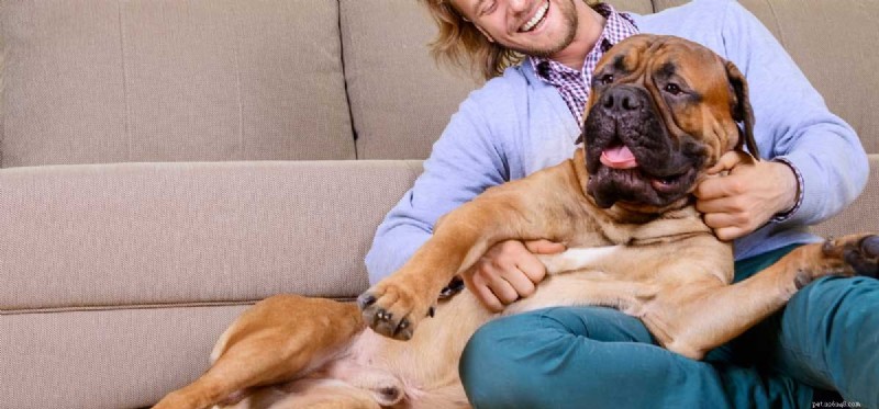 Les gros chiens peuvent-ils vivre en appartement ?