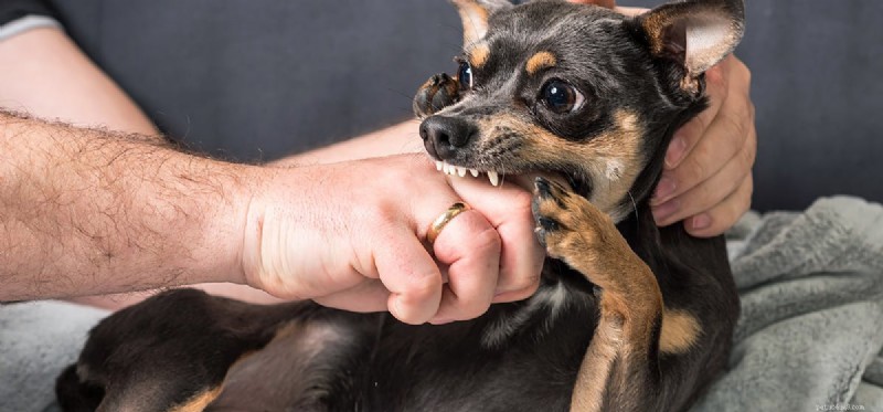 Могут ли заразиться укусы собак?