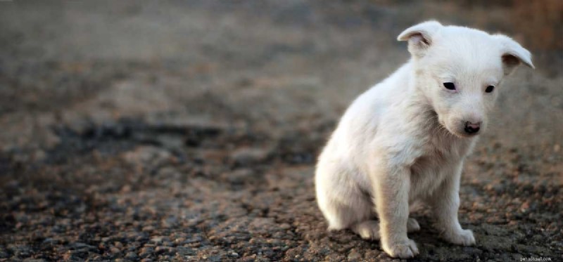 Kunnen honden doof worden geboren?