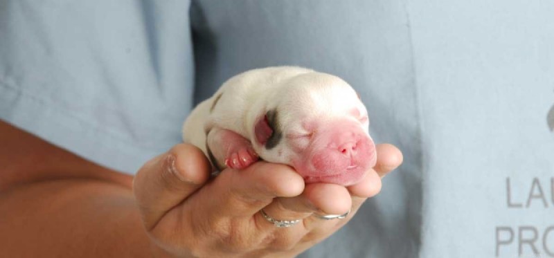 Kunnen honden worden geboren met Parvo?