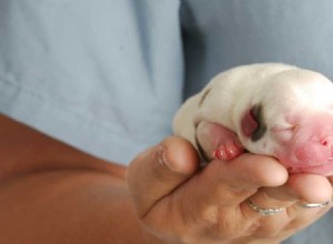 Mohou se psi narodit s Parvo?