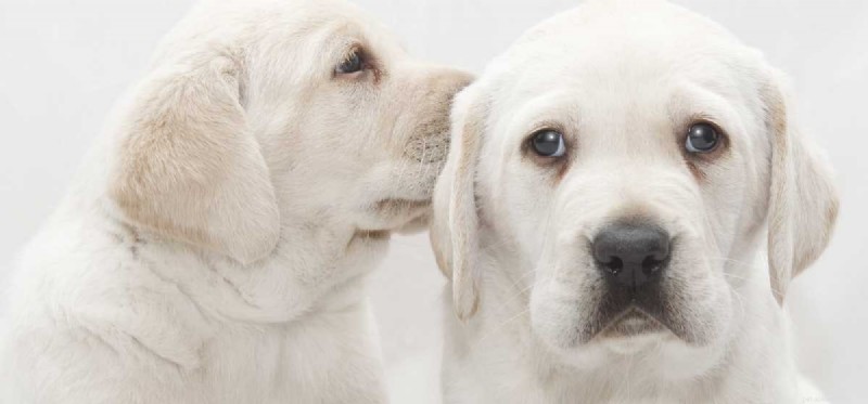 Os cães podem nascer surdos?