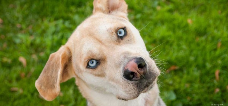 Mohou být psi barvoslepí?