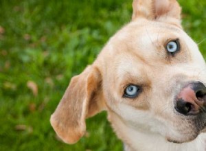 Могут ли собаки быть дальтониками?