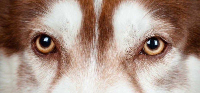 Могут ли собаки быть дальтониками?