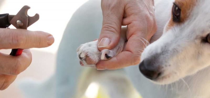 Peut-on dégriffer les chiens ?