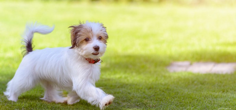 Cães podem ser feridos por rãs e sapos?