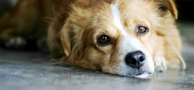 Kan hundar vara hypoglykemiska?
