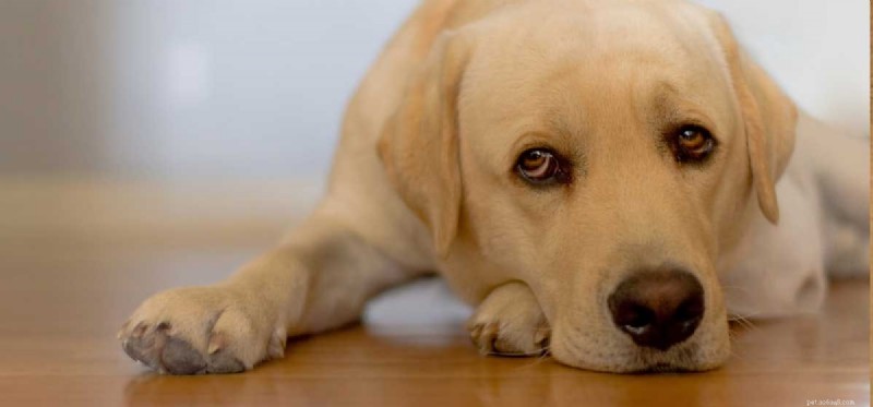 Mohou být psi hypoglykemičtí?