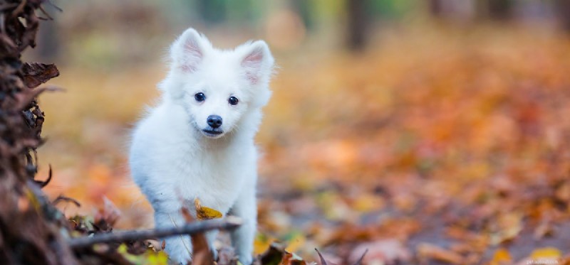 I cani possono essere impulsivi?