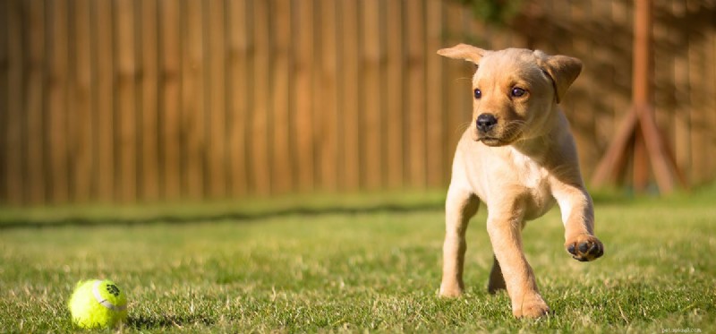 I cani possono essere impulsivi?