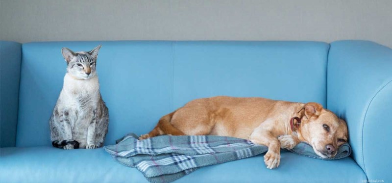 Могут ли собаки быть ленивыми?