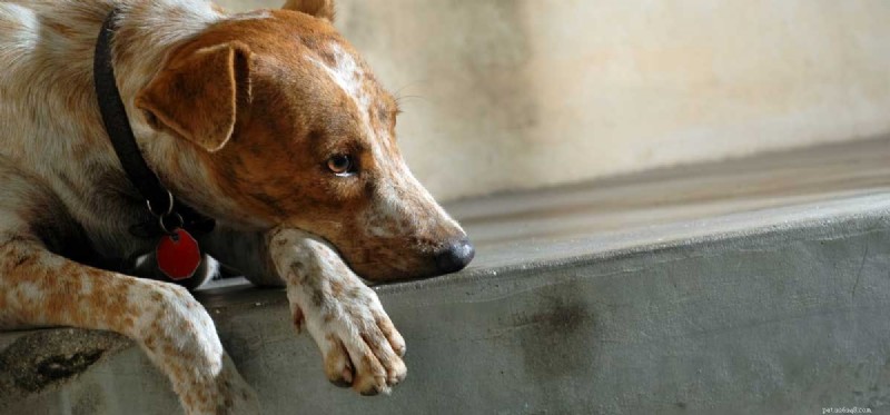 Kunnen honden eenzaam zijn?