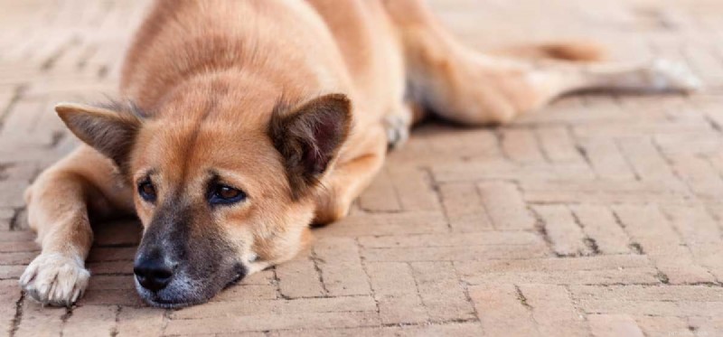 Os cães podem ser solitários?