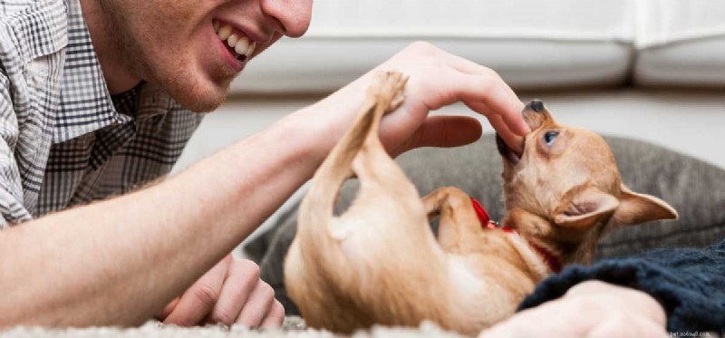 Kunnen honden worden gerehabiliteerd na het bijten?