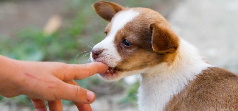 Kan hundar rehabiliteras efter att ha bitit?