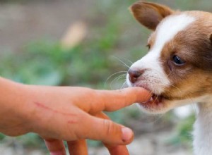 Mohou být psi po kousání rehabilitováni?